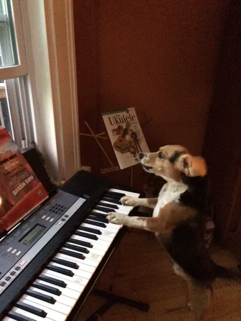 The Holistic Vet of Vermont, LLC Picture 9