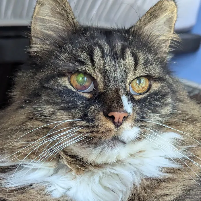 Vermont Veterinary Eye Care Picture 3