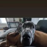 Vermont Veterinary Eye Care