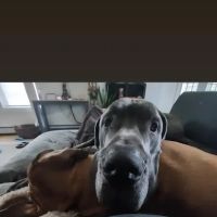 Vermont Veterinary Eye Care ico