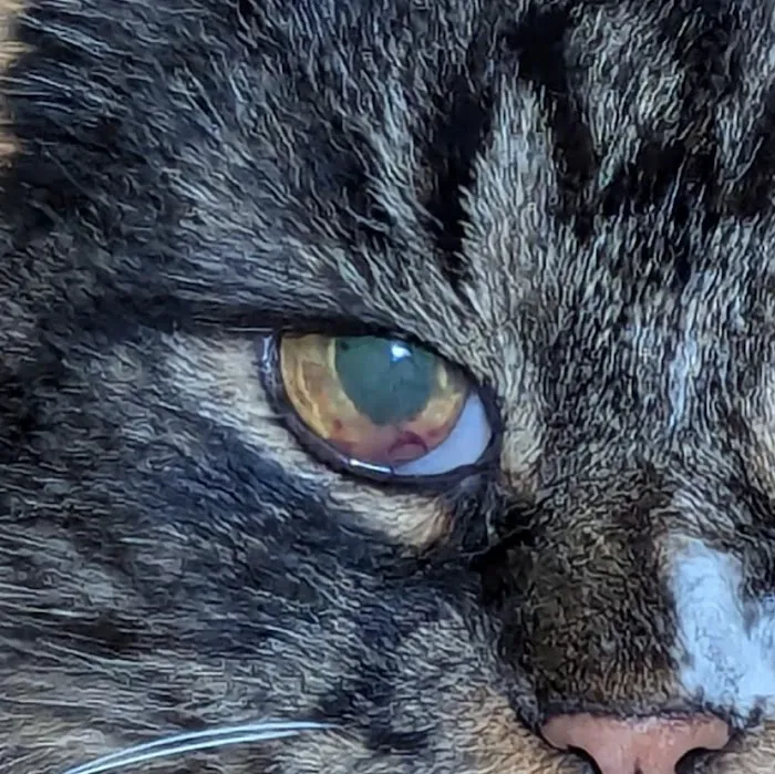 Vermont Veterinary Eye Care Picture 2