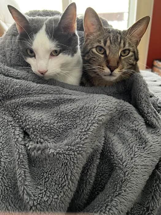 Affectionately Cats Picture 1