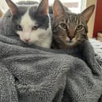 Affectionately Cats