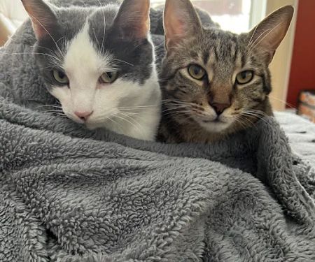 Affectionately Cats