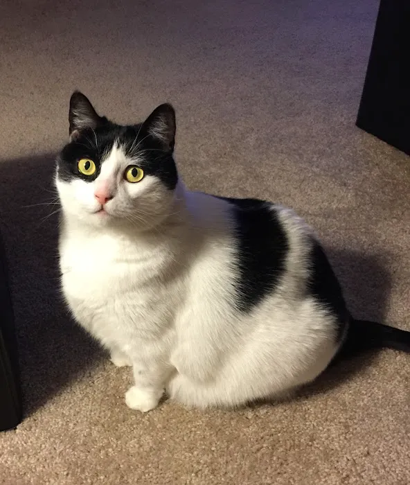 Affectionately Cats Picture 2