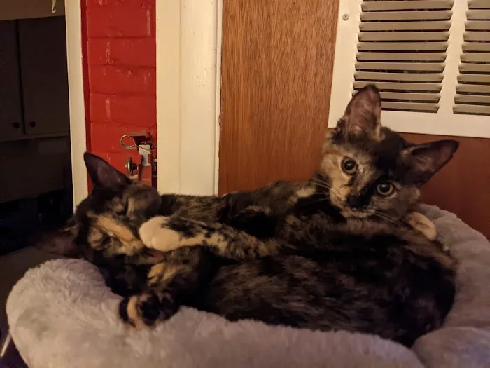 Affectionately Cats Picture 7