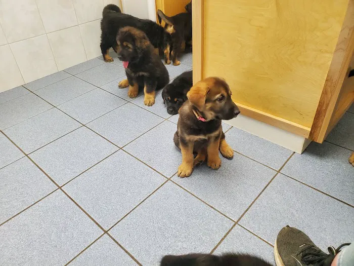 Central New Hampshire Animal Care Picture 2