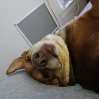 Central New Hampshire Animal Care ico