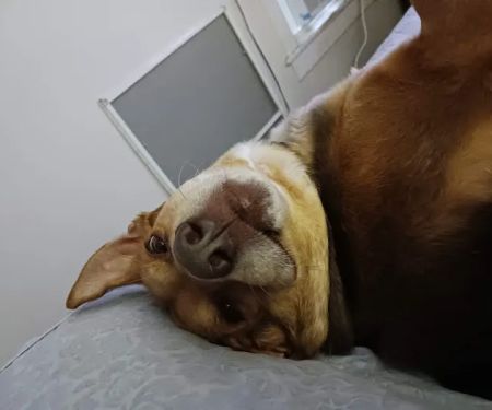 Central New Hampshire Animal Care