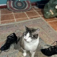 Companion Animal Hospital ico