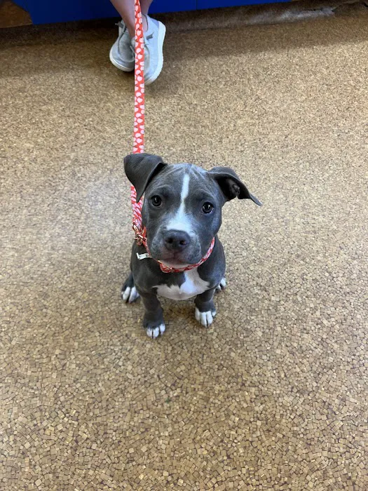 Companion Animal Hospital Picture 5