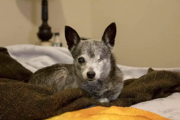 Companion Animal Hospital Picture 3
