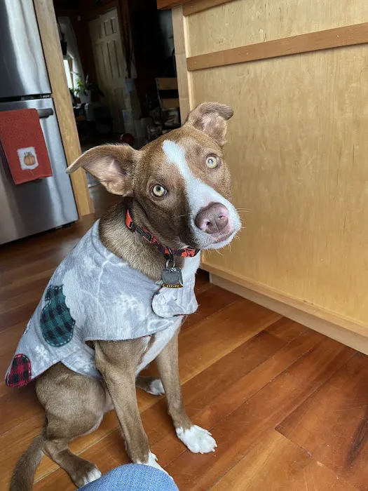 Companion Animal Hospital Picture 7