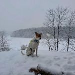 Meadow Pond Animal Hospital