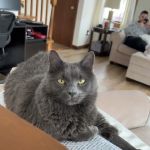 Bedford Pet Urgent Care