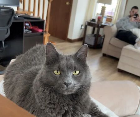 Bedford Pet Urgent Care