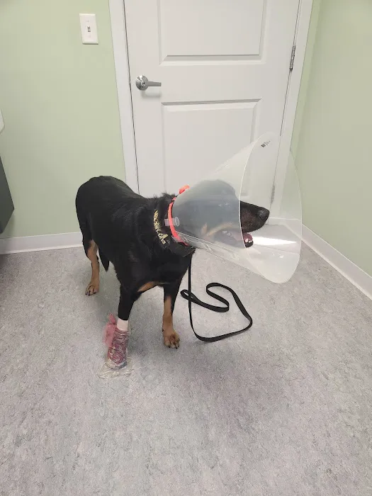 Bedford Pet Urgent Care Picture 2