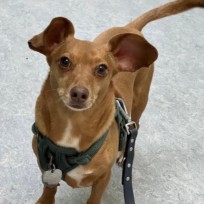 Bedford Pet Urgent Care Picture 4