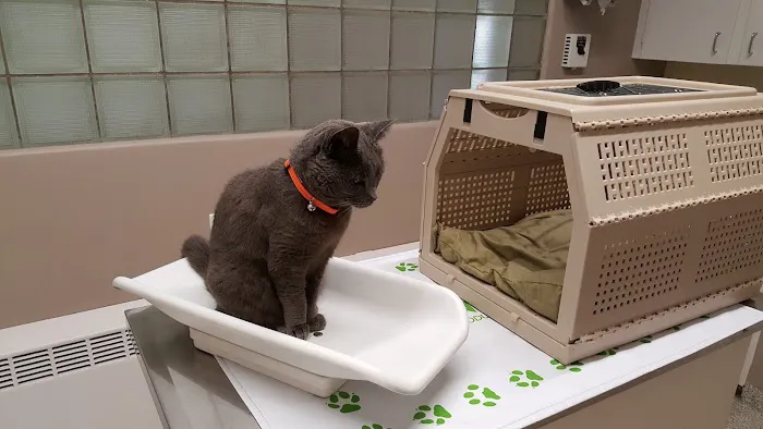 Bedford Animal Hospital Picture 4