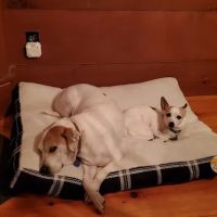 Goffstown Animal Hospital ico