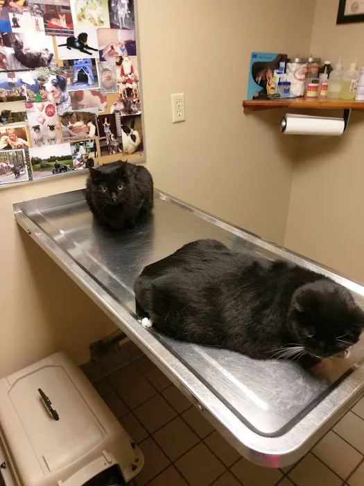 Goffstown Animal Hospital Picture 7