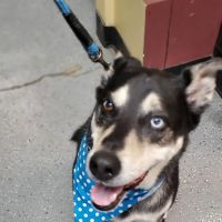 Northside Animal Hospital ico