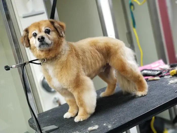 Northside Animal Hospital Picture 5