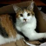 Caring Hands Animal Hospital: Feltz Tim DVM