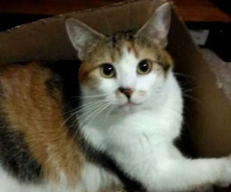 Caring Hands Animal Hospital: Feltz Tim DVM