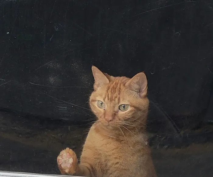 Caring Hands Animal Hospital: Feltz Tim DVM Picture 3