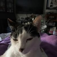 Best Friends Animal Hospital ico