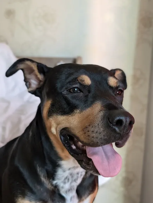 Best Friends Animal Hospital Picture 4