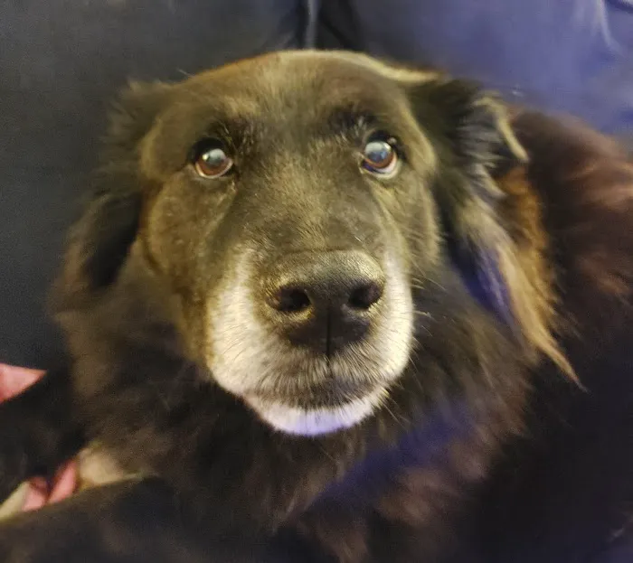 Best Friends Animal Hospital Picture 6