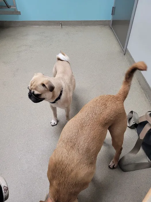 Manchester Animal Hospital Picture 1