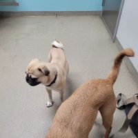 Manchester Animal Hospital ico