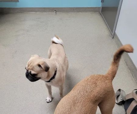 Manchester Animal Hospital