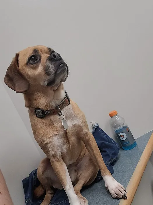 Manchester Animal Hospital Picture 2