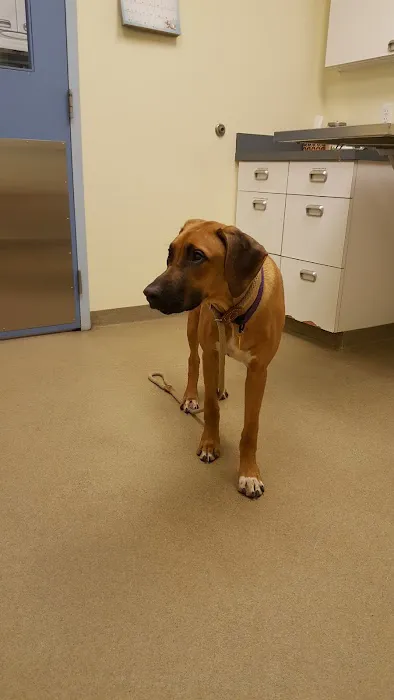 Manchester Animal Hospital Picture 6