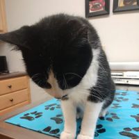 VCA Daniel Webster Animal Hospital ico
