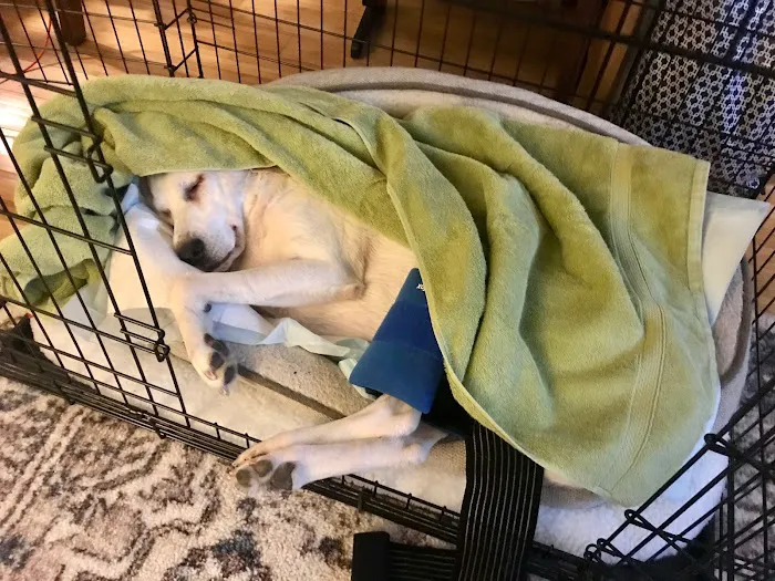 VCA Daniel Webster Animal Hospital Picture 10