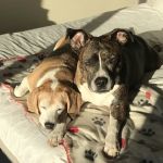 Banfield Pet Hospital