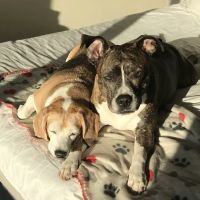 Banfield Pet Hospital ico