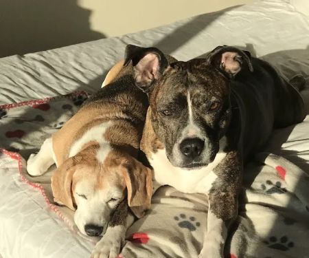 Banfield Pet Hospital