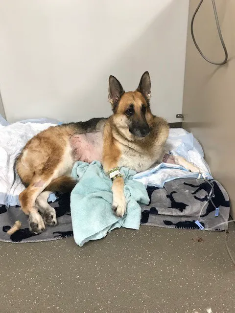 Banfield Pet Hospital Picture 4