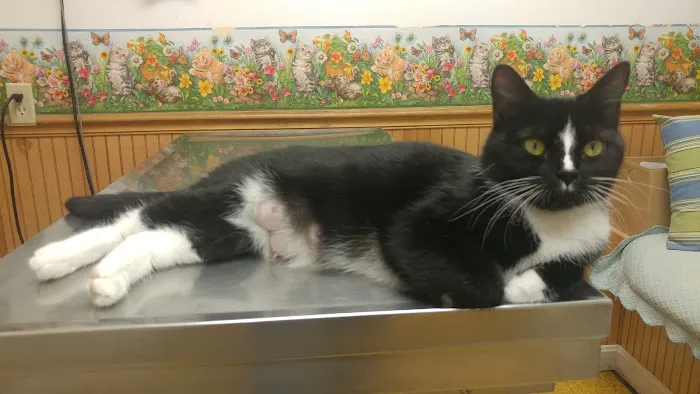Hooksett Veterinary Clinic Picture 1