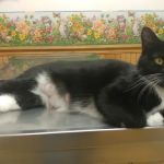 Hooksett Veterinary Clinic