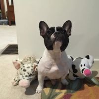 Winter Harbor Veterinary Hospital ico