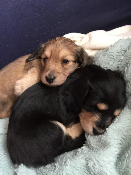 Winter Harbor Veterinary Hospital Picture 8