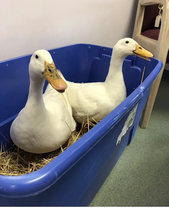 Holmes Family Veterinary Clinic Picture 7