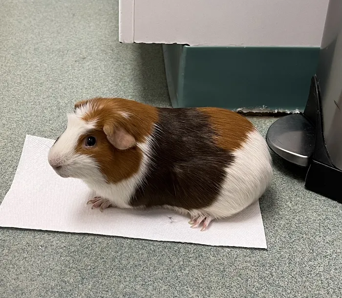 Holmes Family Veterinary Clinic Picture 8
